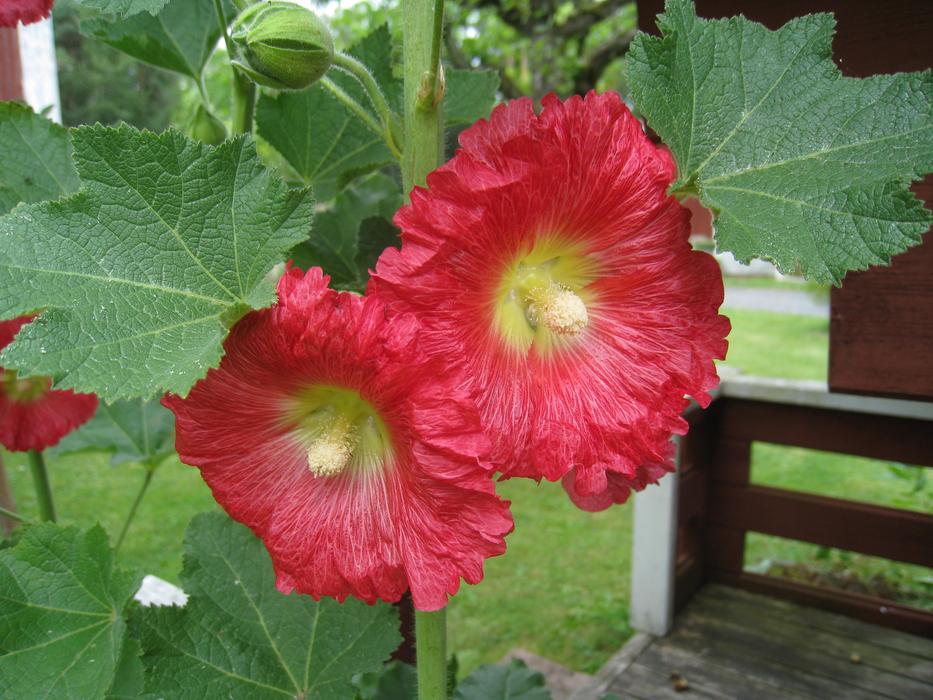 Hollyhocks Red Flowers