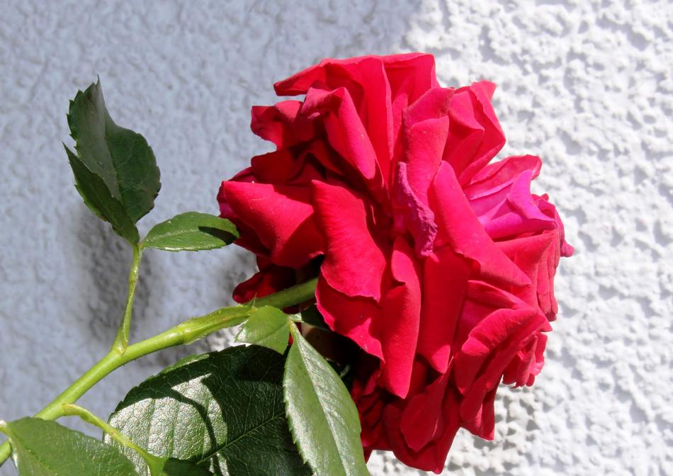 Rose Bloom Red