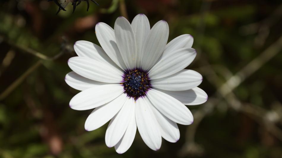 beautiful cape marguerite flower