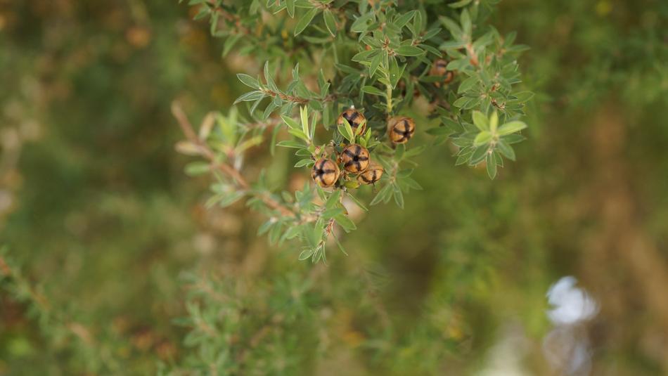Tea Tree Leptospermum Scoparium