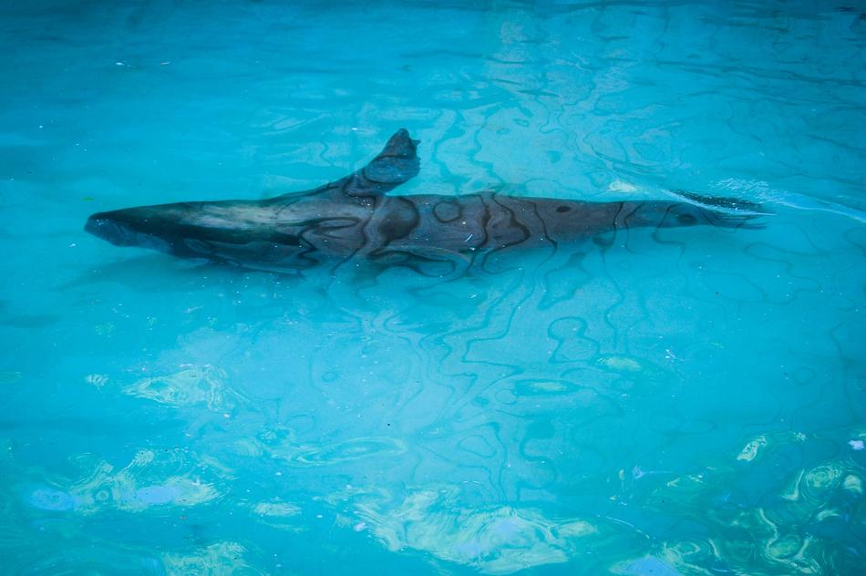 Foka Aquarium Sea ​​Lion