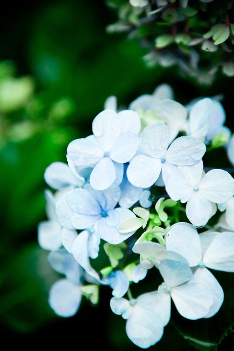 Hydrangea Flowers Himalaya Blank