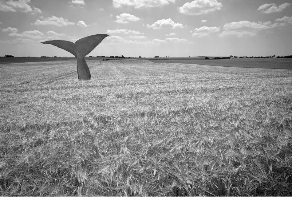 Whale Wheat