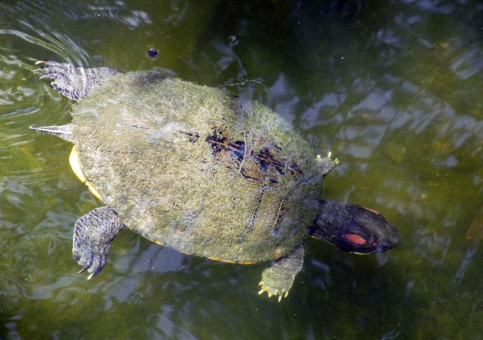 swimming turtle in a lake