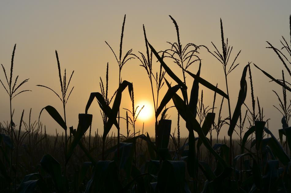 Sunrise Cornfield Mood