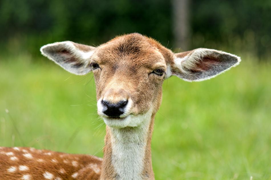 Doe Hirsch Female Prick
