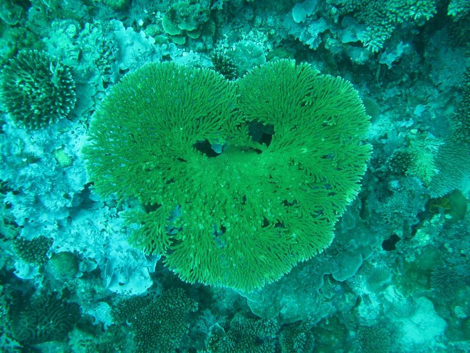 Coral Maldives Sea