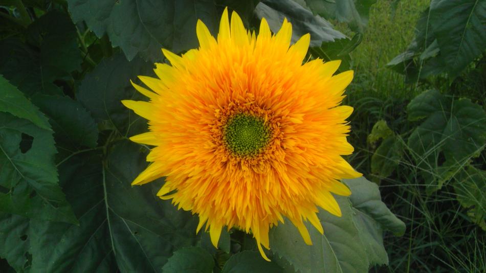 Sunflower Flower Yellow пкуут