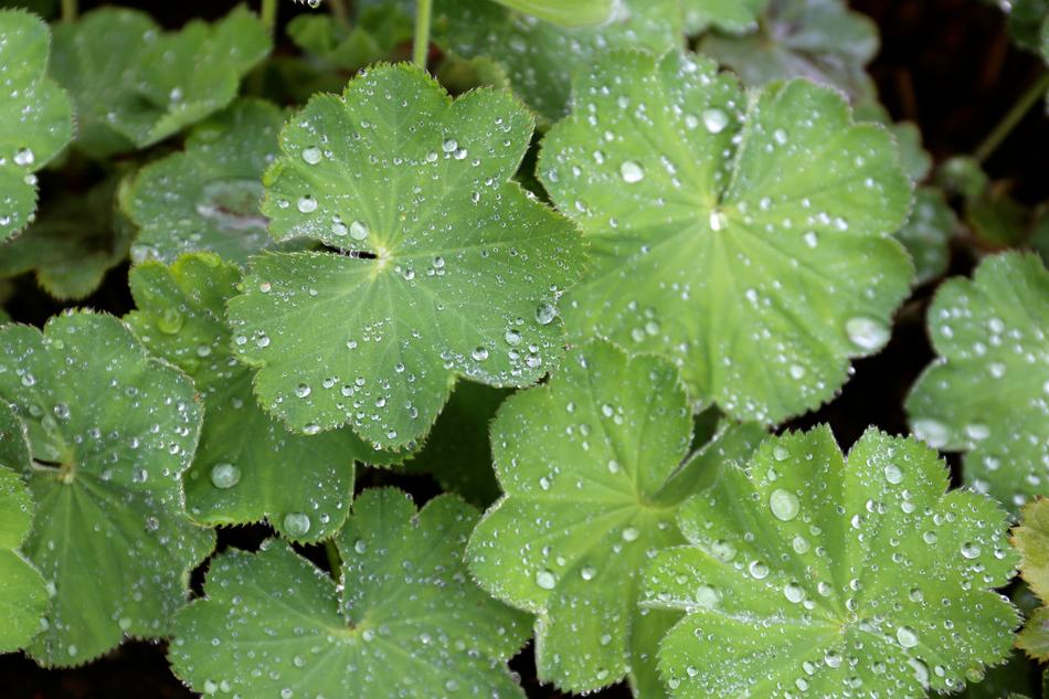 Ladys Mantle Perennial leaves