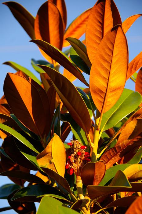 Magnolia Tree Leaves
