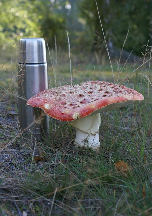 Toxic Large Fly Agaric mushroom
