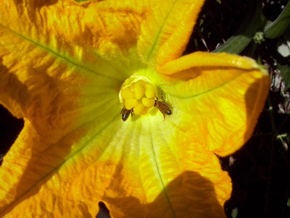 Pumpkin Blossom orange
