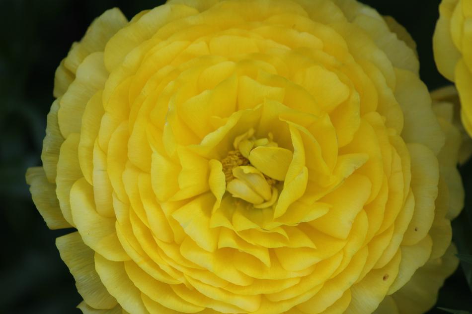 Upper view of the beautiful yellow ranunculus flowers
