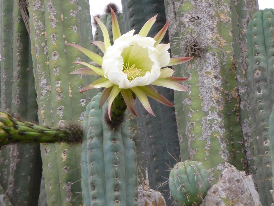 white flower on a cactus in the desert