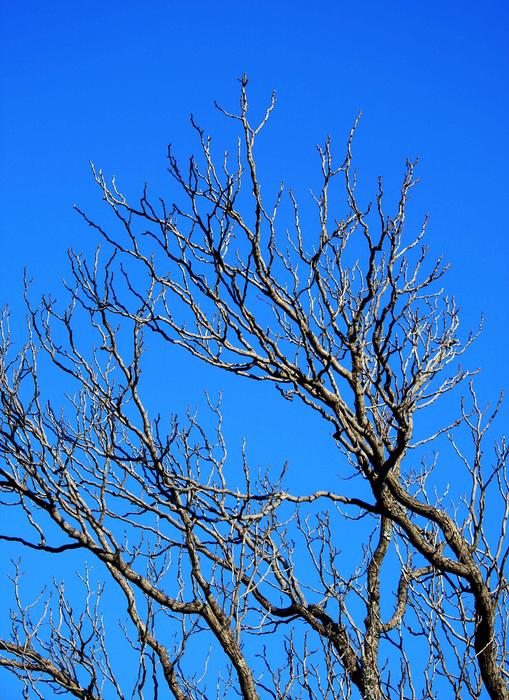 Branches Bare Tree