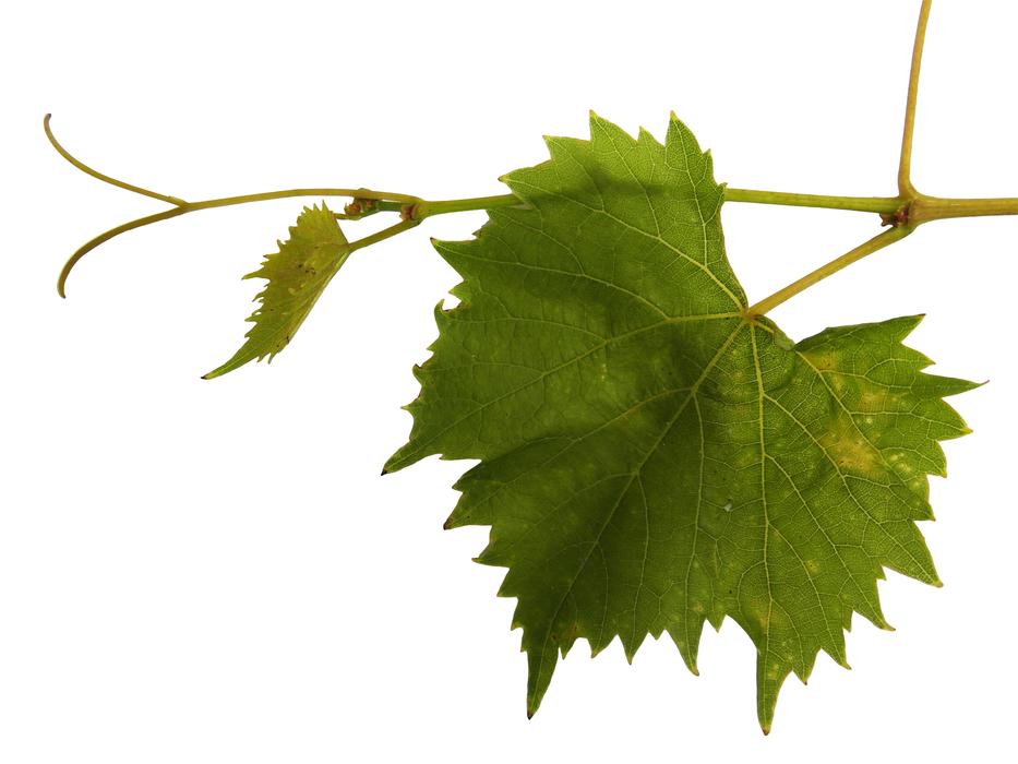 grapevine-vine-ranke-free-image-download