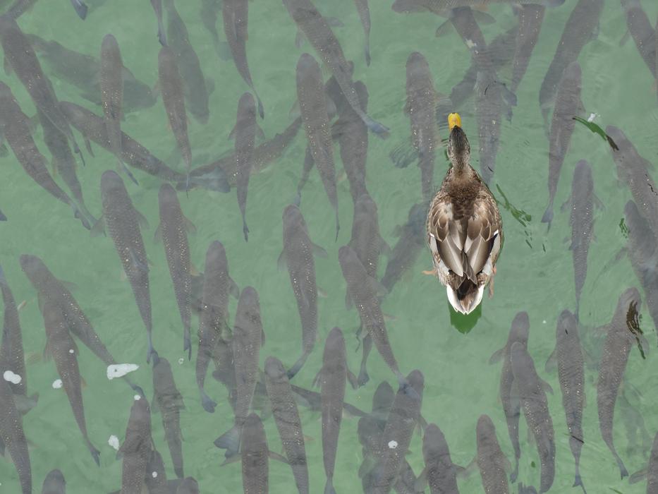 Mallard Fish Together