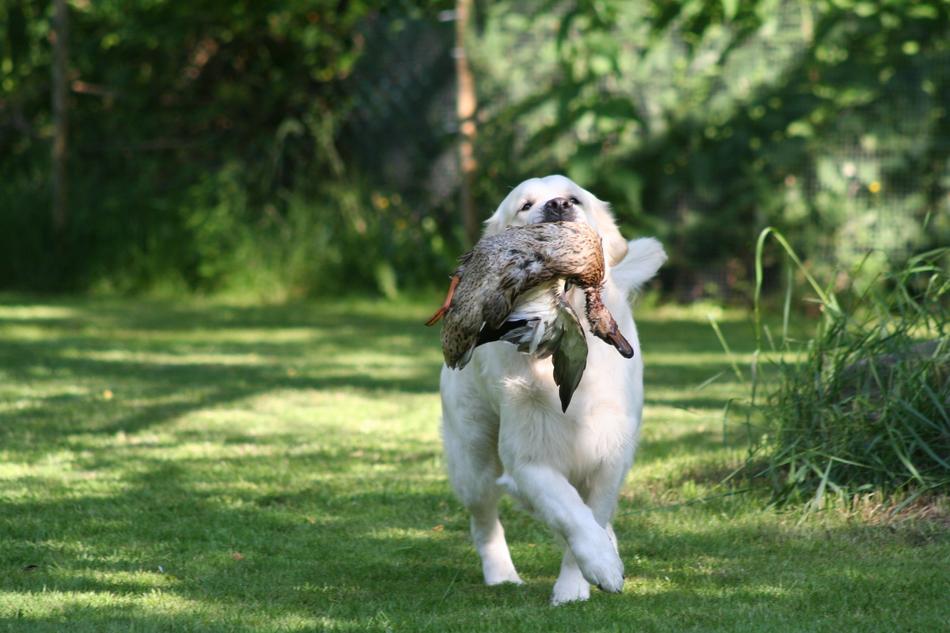Golden Retriever Apport Wild