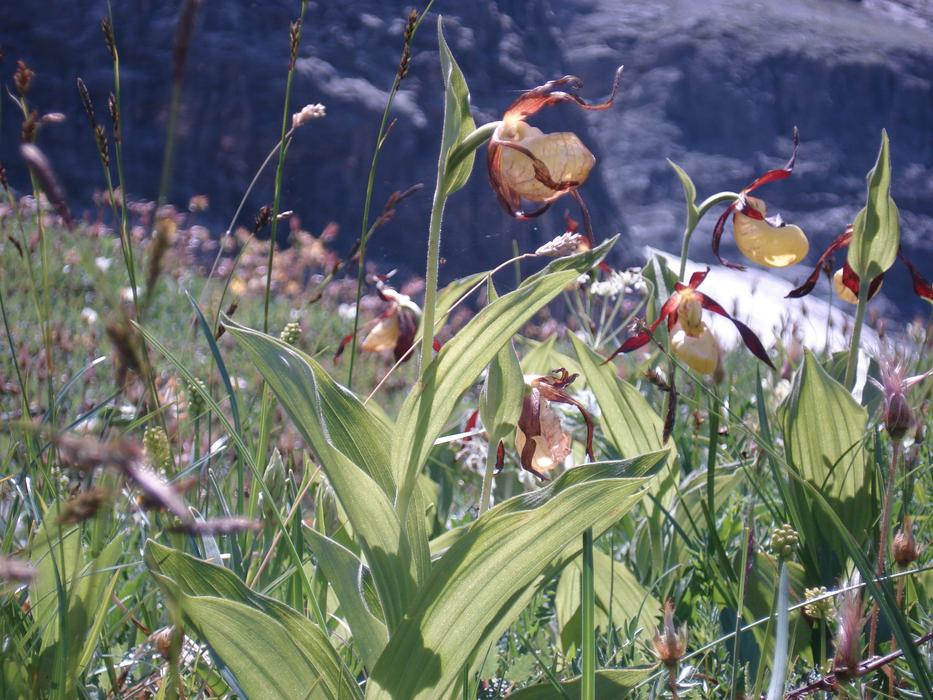 Field of the colorful and beautiful orchid flowers on the mountains, in light