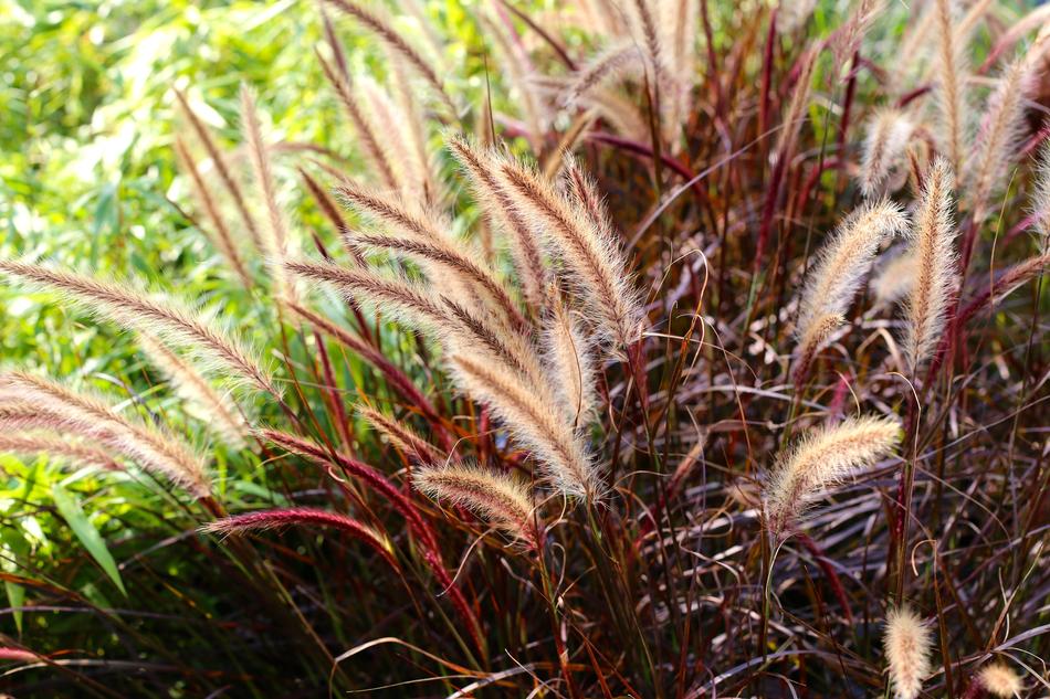 Fierderborstgrass grass