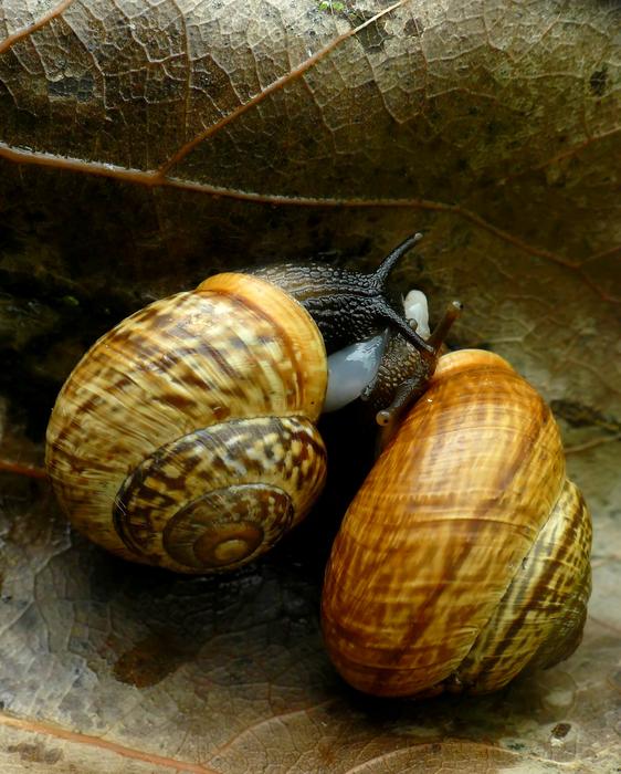 Snails Coupling