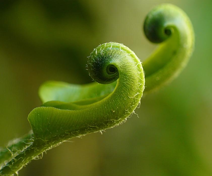 Fern American Hart Tongue