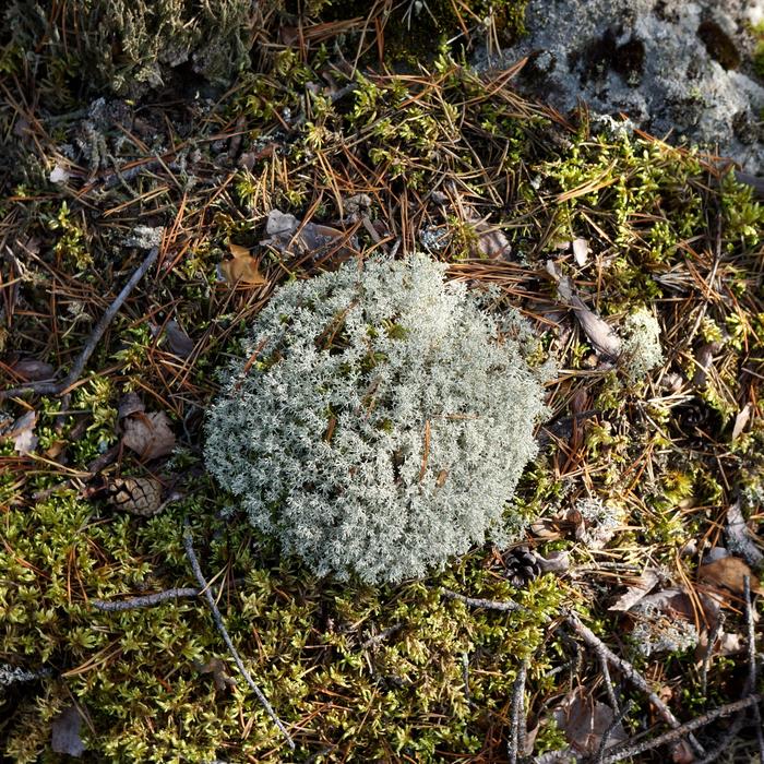 Lichen Lichenes The Enclosure Of