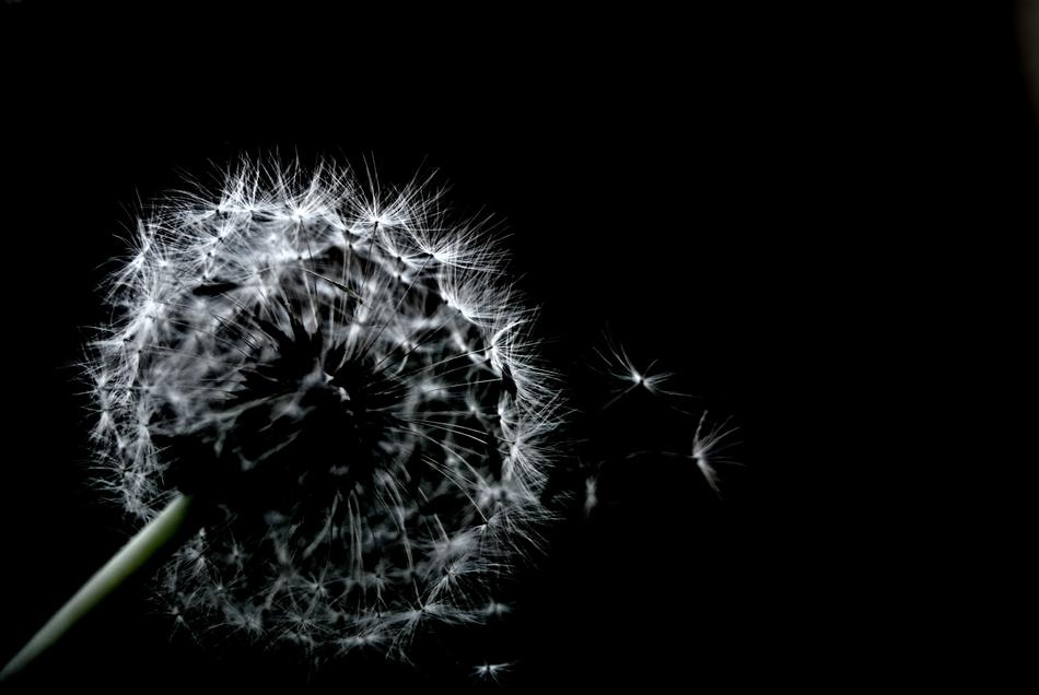 dandelion with seeds on black background
