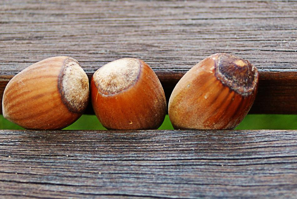 Hazelnuts in Wood Bench hole