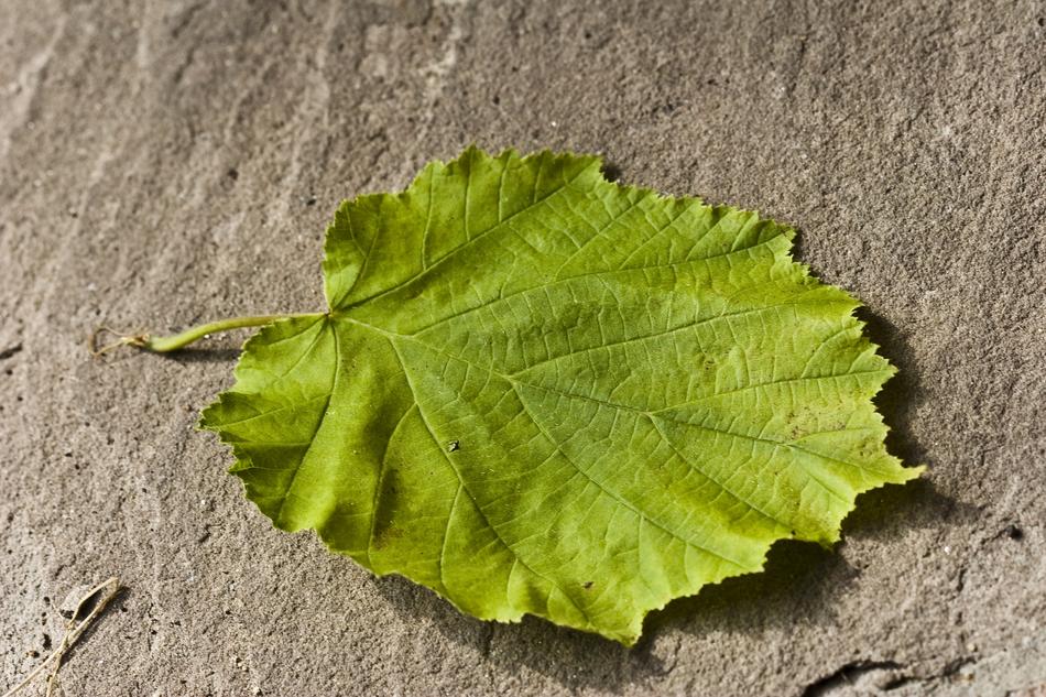 hazelnut leaf on stone surface