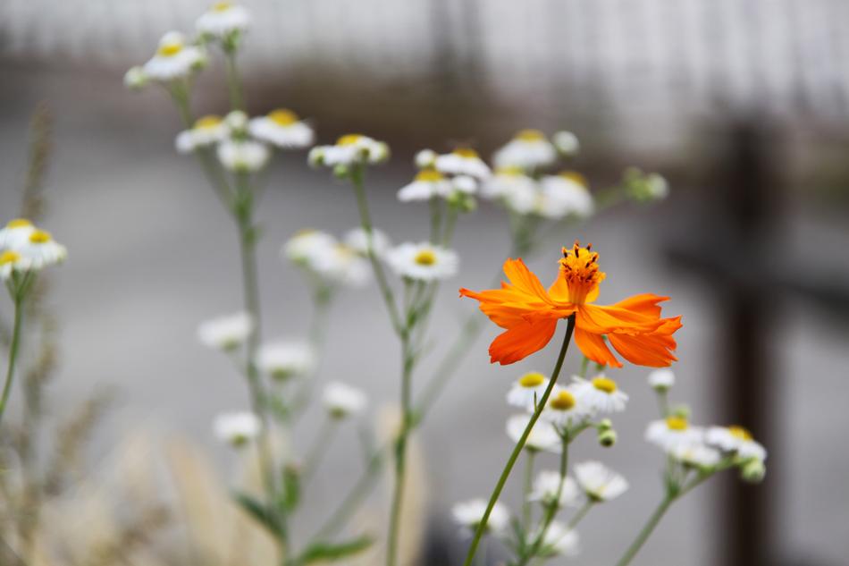 Orange Flower in front of White ones