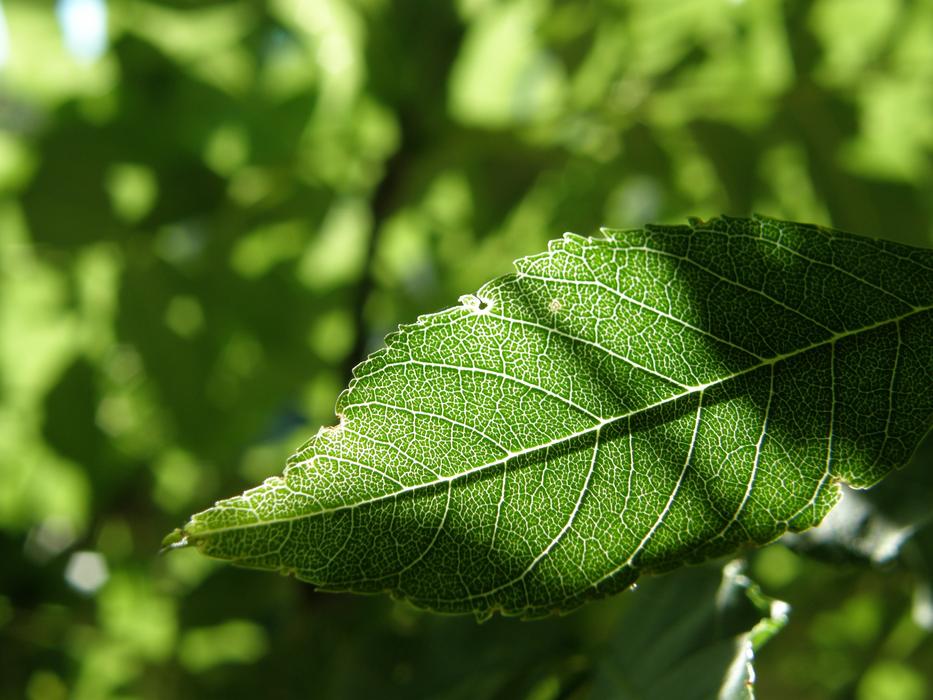 Sheet Sunny Green