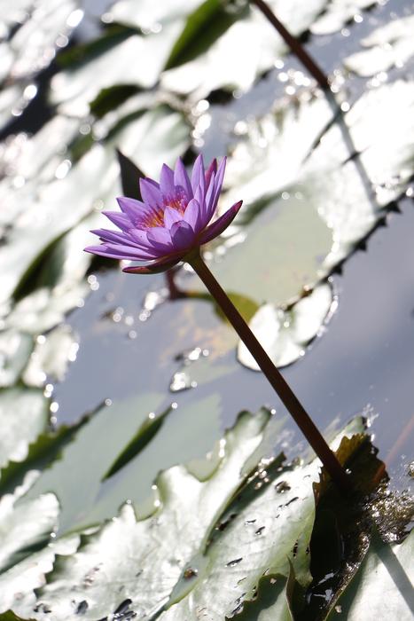 Lotus Water