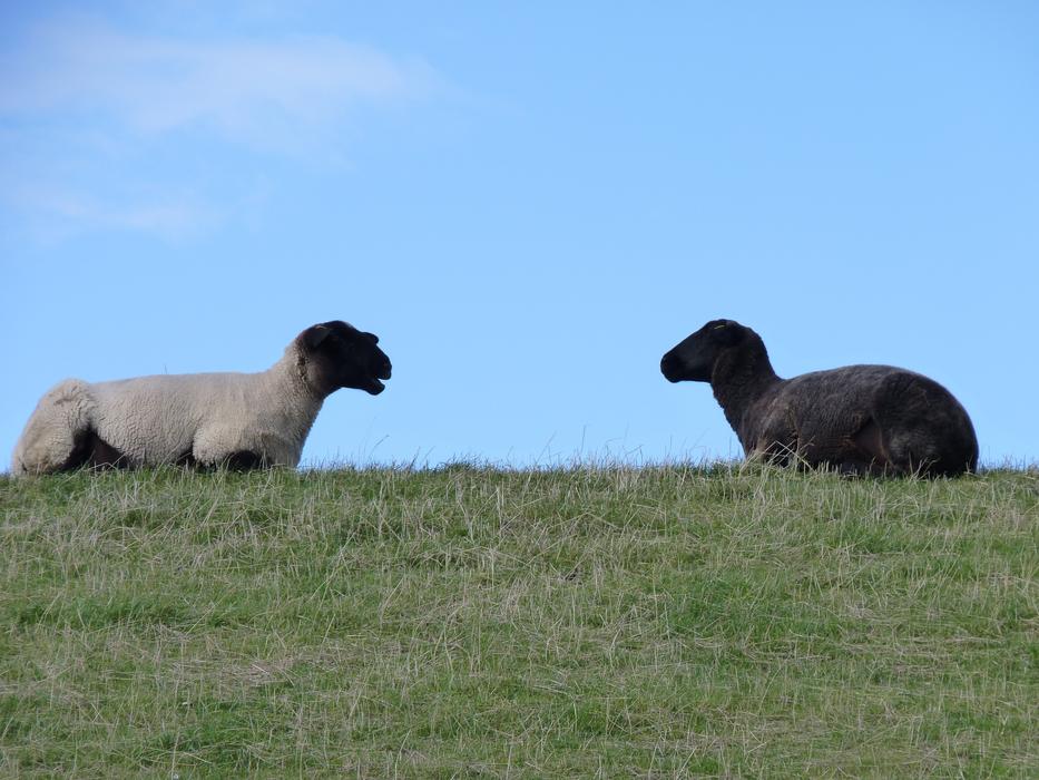 Sheep Wool East Frisia
