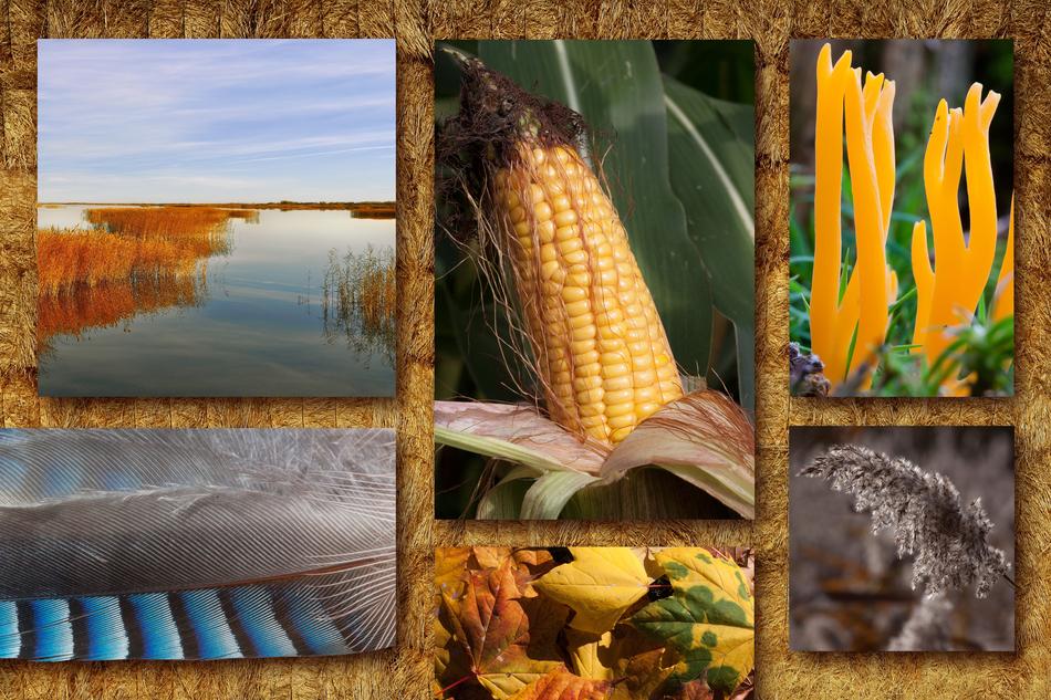 Autumn Collage Mood