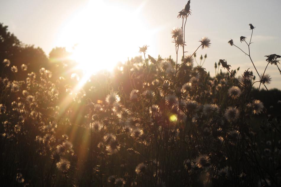 Dandelions in the sunshine
