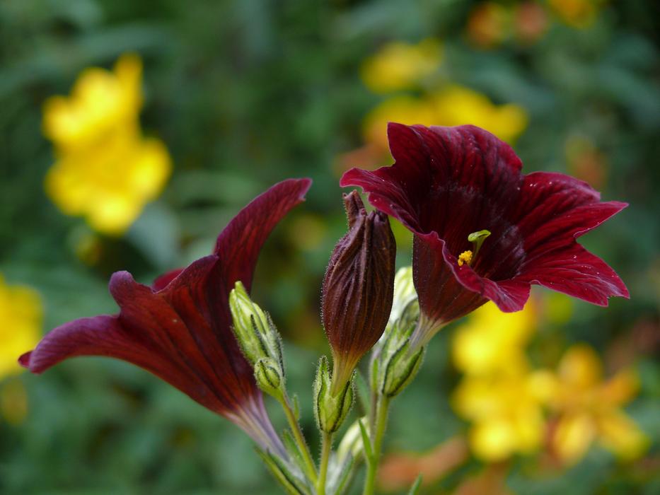 Salpiglossis Dark Red Flower at blur background