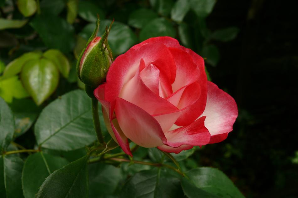 red and white cream rose in the garden