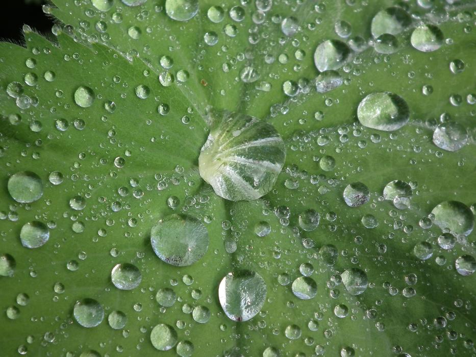 Drop Of Water Frauenmantel macro