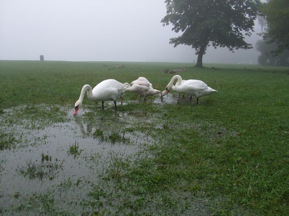 Swans Puddle Meadow