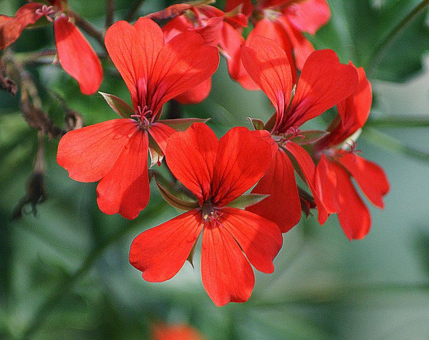 Geranium A Flower Garden Slopes