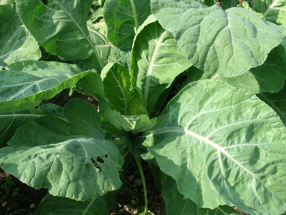 Garden Verze