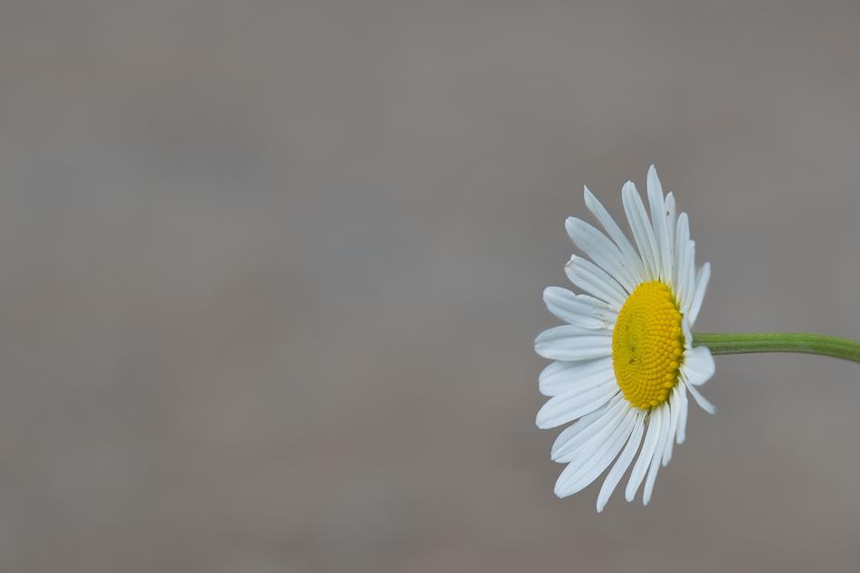 photo of chamomile on a gray background