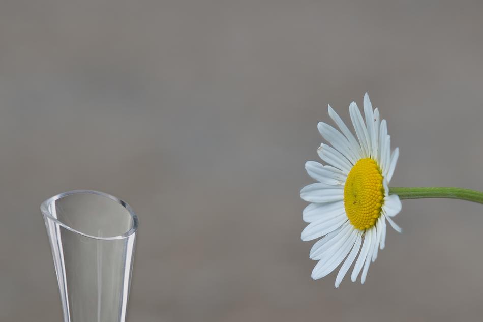 daisy Flower beside of Vase
