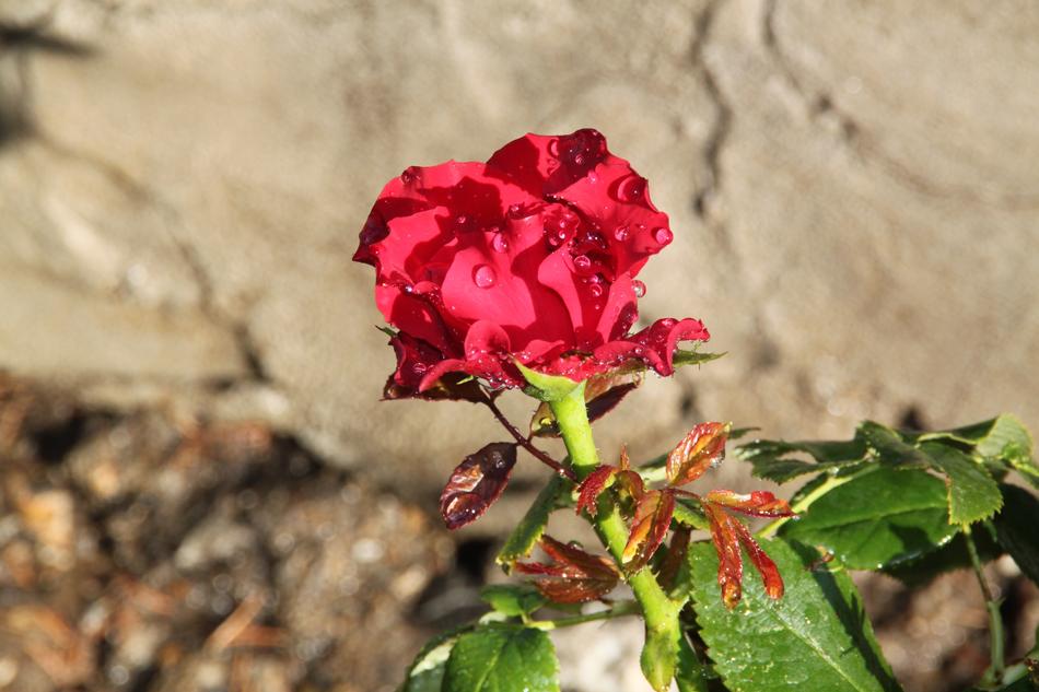 Red Rose The
