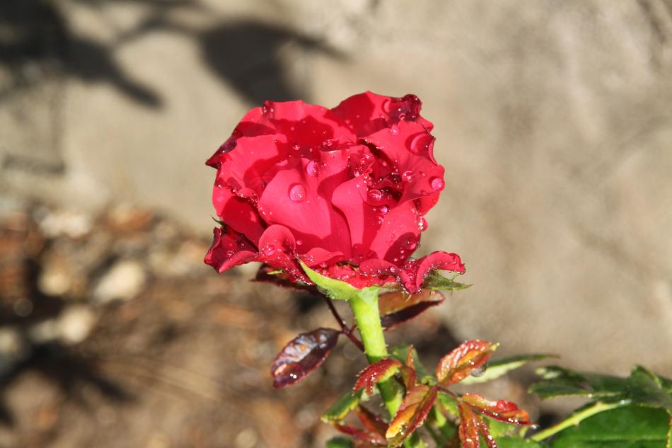 Red Rose The Garden