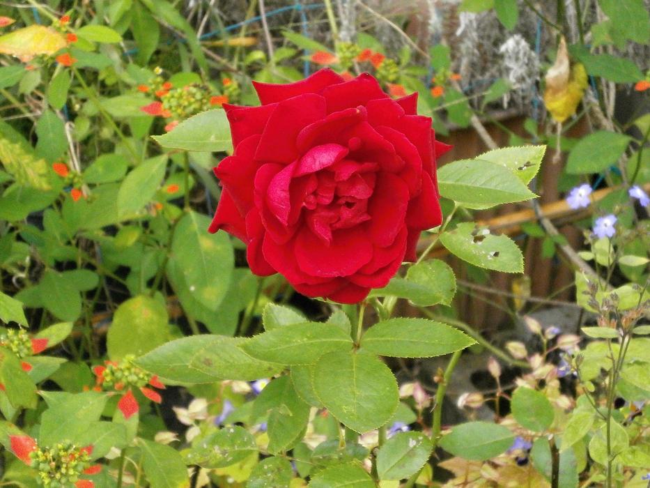 Red Rose bloom in garden