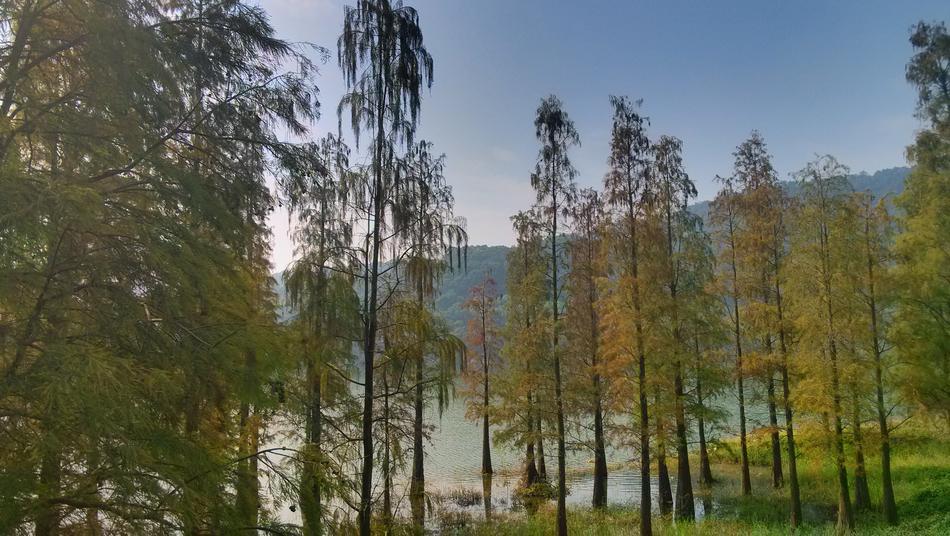 Lake Tree Leaf The