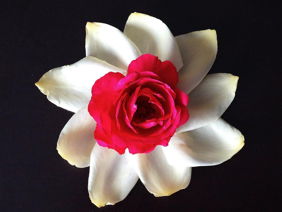 white flower with pink center on black background