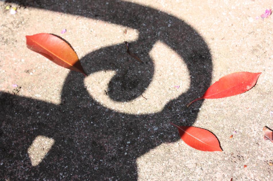 Leaves Shadow Red